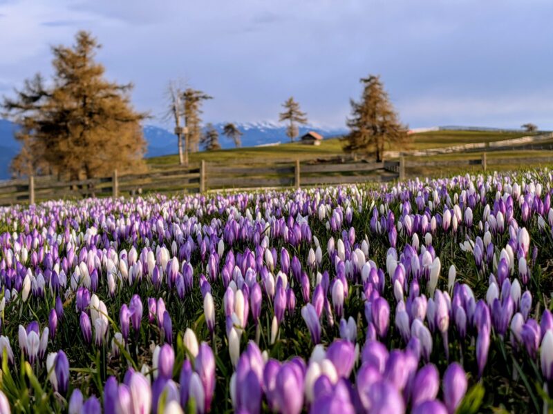 langfenn mölten meltina PXL_20250425_172727941~2