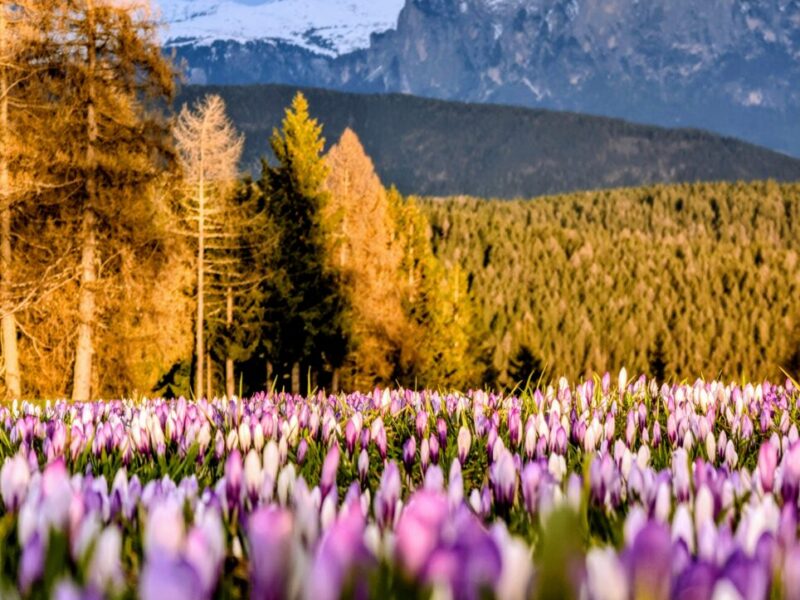 langfenn mölten meltina PXL_20250425_174232771~4 (1)