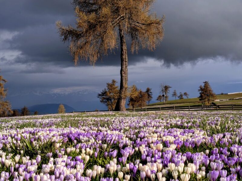 langfenn mölten meltina PXL_20250427_161514520~3