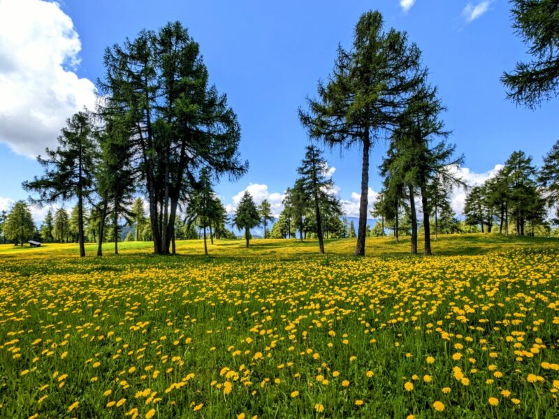 langfenn mölten meltina PXL_20250511_094441253~2