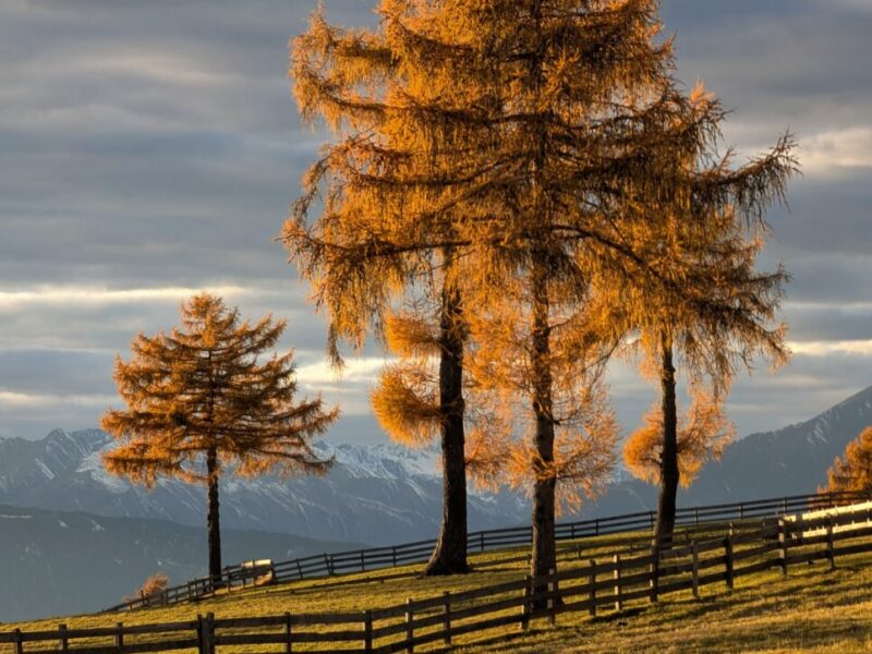 langfenn mölten meltina PXL_20251109_151259609~2